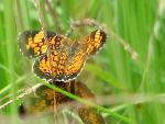 Pearl Crescent