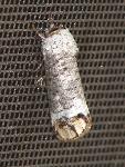 Pecan Carpenterworm Moth
