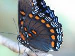 Red-spotted Purple