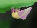 Rosy Maple Moth