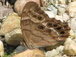Southern Pearly-Eye