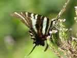 Zebra Swallowtail