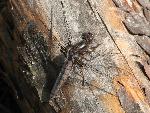 Blue Corporal