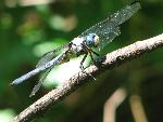 Great Blue Skimmer