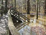 Flooded Elevated Boardwalk at Congaree NP