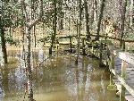 Flooded Low Boardwalk at Congaree NP