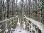 Bench on Low Boardwalk flooded at Congaree NP