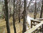 Weston Lake Flooded at Congaree NP