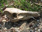 Wild Boar