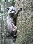 Ringtail Racoon