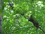 Ringtail Racoon