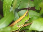 Grasshopper