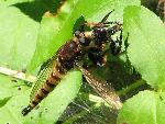 Red-footed Cannibalfly