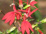 Cardinal Flower at Congaree NP