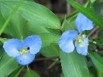 Virginia Dayflower at Congaree NP