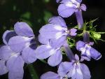 Blue Lobelia at Congaree NP