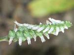 Ladies' Tresses at Congaree NP