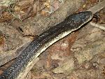 Black Rat Snake at Congaree NP