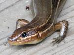 Broadheaded Skink at Congaree NP