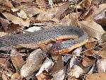 Red-bellied Watersnake at Congaree NP