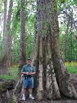 Bald Cypress Tree