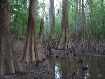 Bald Cypress Tree