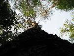 Loblolly Pine