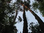 Loblolly Pine