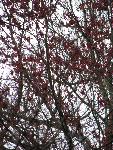 Red Maple