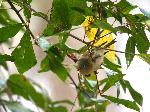 Female Ruby-crowned Kinglet at Congaree