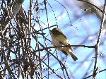 White-eyed Vireo at Congaree