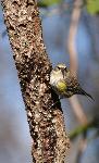 Yellow-rumped Warbler at Congaree