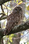 Barred Owl at Congaree