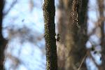 Blue-headed Vireo at Congaree NP