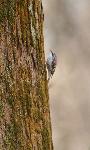 Brown Creeper at Congaree NP