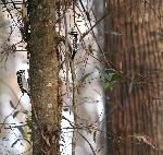 Downy Woodpecker at Congaree NP