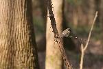Eastern Phoebe at Congaree NP
