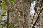 Female Golden-crowned Kinglet at Congaree NP