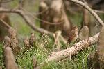 Hermit Thrush at Congaree NP
