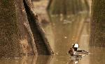 Hooded Merganser at Congaree NP