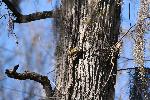 Pine Warbler at Congaree NP