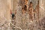 Pileated Woodpecker at Congaree NP