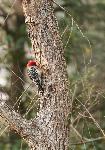 Red-bellied Woodpecker at Congaree NP