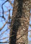 White-breasted Nuthatch at Congaree NP