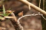 Winter Wren at Congaree NP