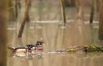 Wood Duck at Congaree NP