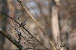 White-throated Sparrow at Congaree NP