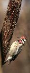 Yellow-bellied Sapsucker at Congaree NP
