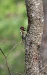 Male Yellow-bellied Sapsucker at Congaree NP