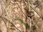 Swamp Sparrow at Congaree NP
